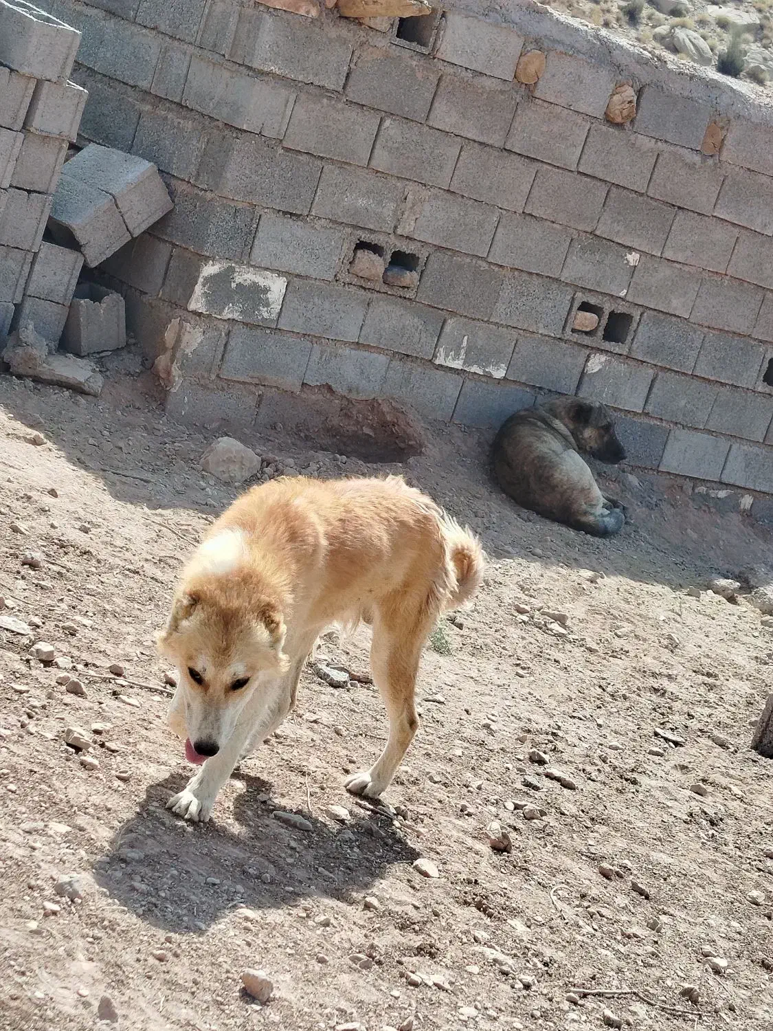 سگ گلهای|سگ|نیریز, |دیوار