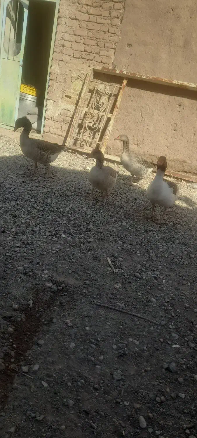 غاز بالغ|حیوانات مزرعه|گنبکی, |دیوار