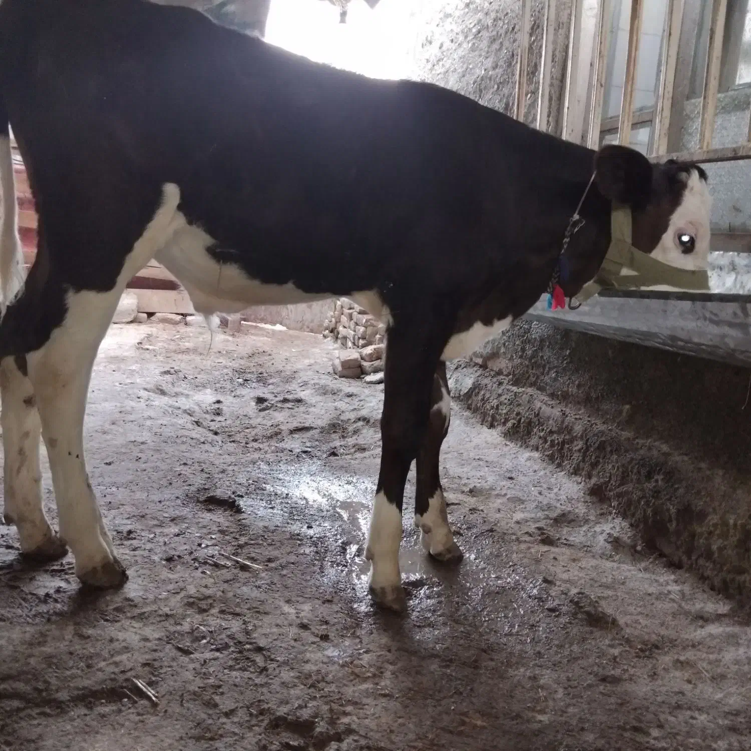 فروشی گوساله سیمینتال نر ۳.۵ الا ۴ماهه|حیوانات مزرعه|گمیشان, |دیوار