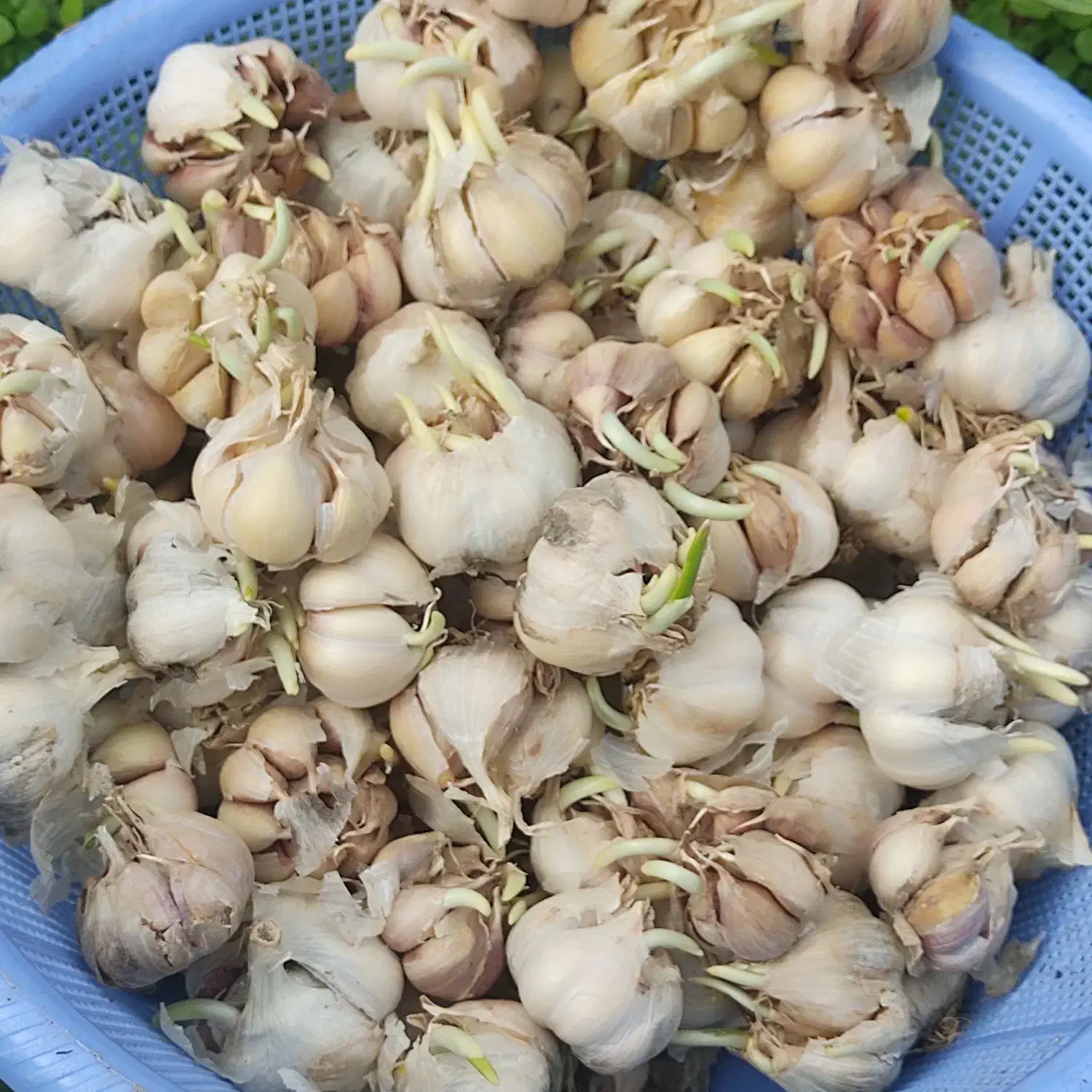 سیرمحلی دانه درشت آماده نشا|خدمات باغبانی و درختکاری|فومن, |دیوار