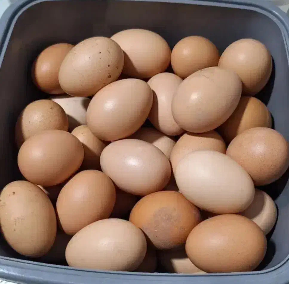 تخم مرغ خانگی|خوردنی و آشامیدنی|تربت‌حیدریه, داروپخش|دیوار