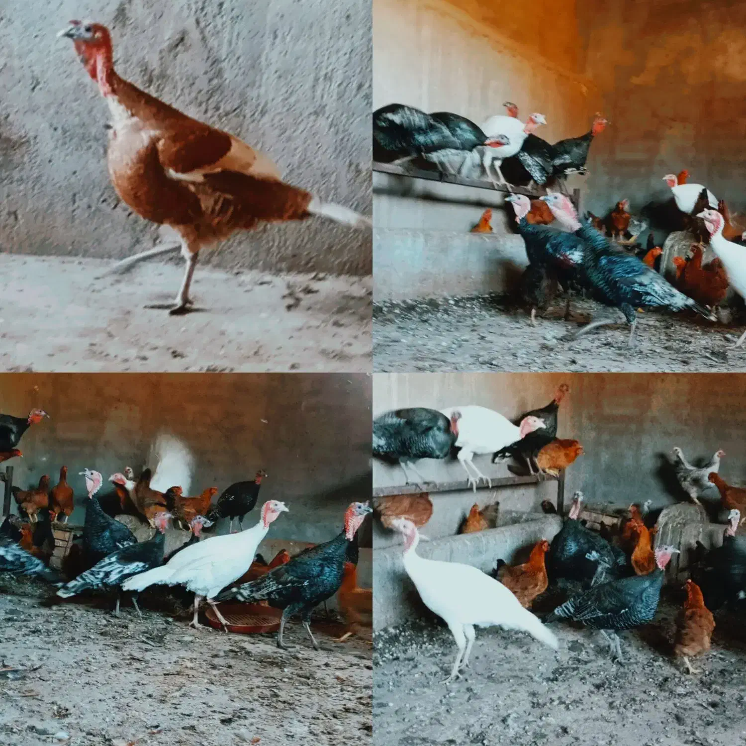 بوقلمون|حیوانات مزرعه|قم, حاج زینل|دیوار