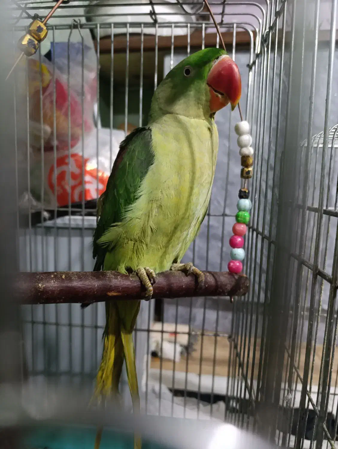 طوطی اسکندر|پرنده|گرمدره, |دیوار