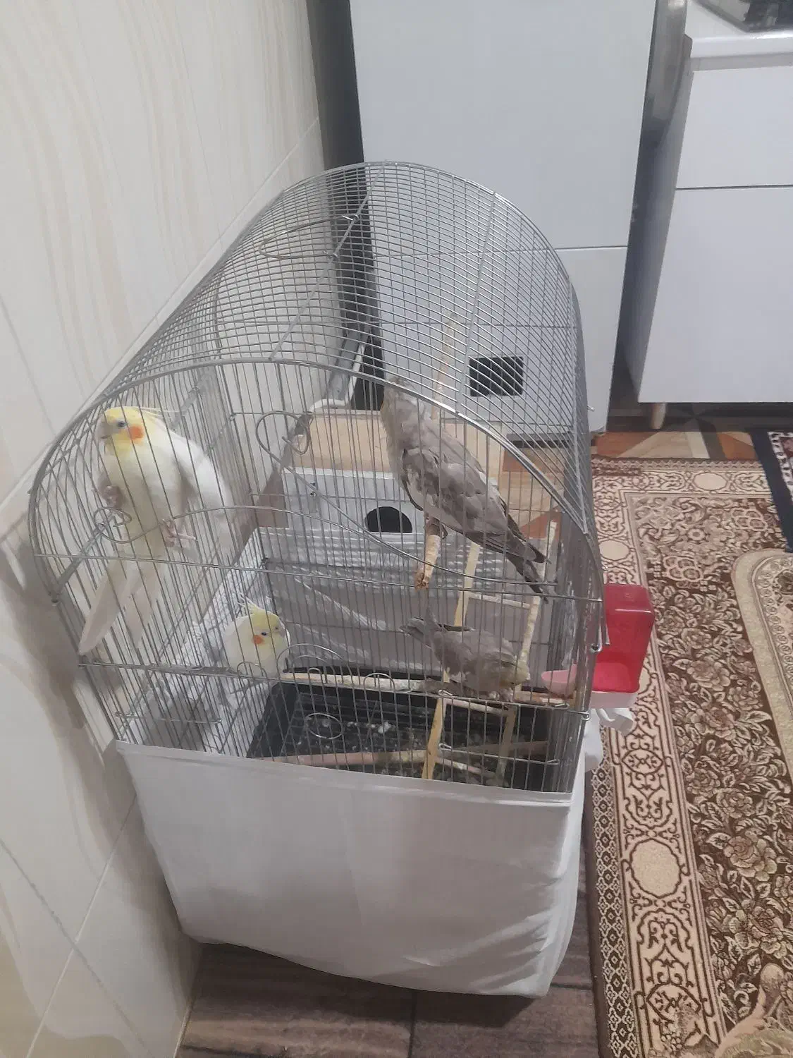 دو عدد عروس دو ماهه به فروش می‌رسد|پرنده|میاندوآب, |دیوار