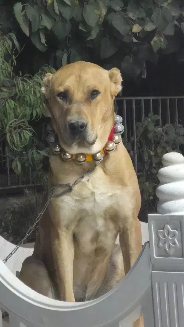 سگ دزدیده شده|سگ|مشهد, فرخد|دیوار