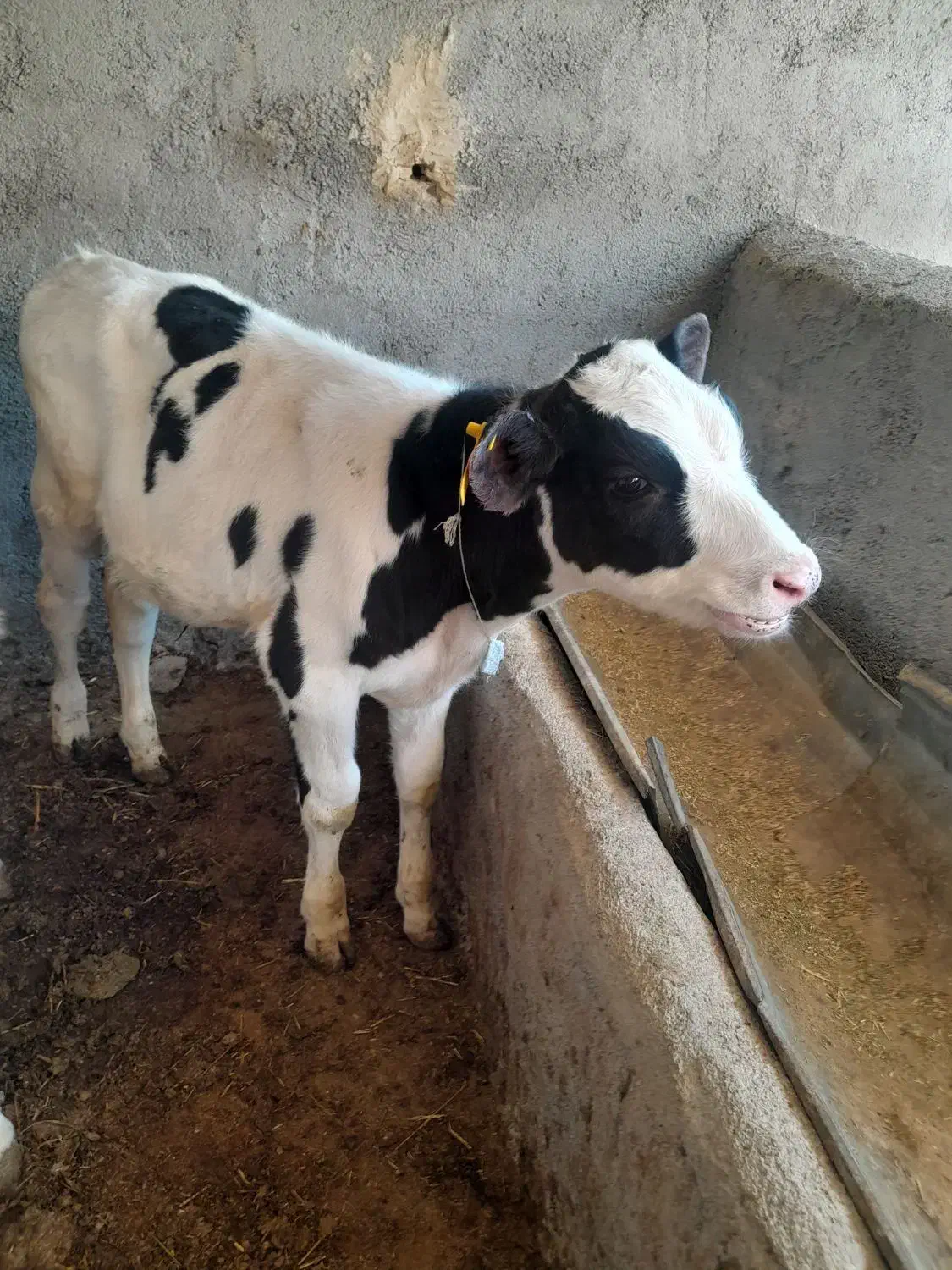 گوساله نر سیاه سفید|حیوانات مزرعه|قوچان, |دیوار