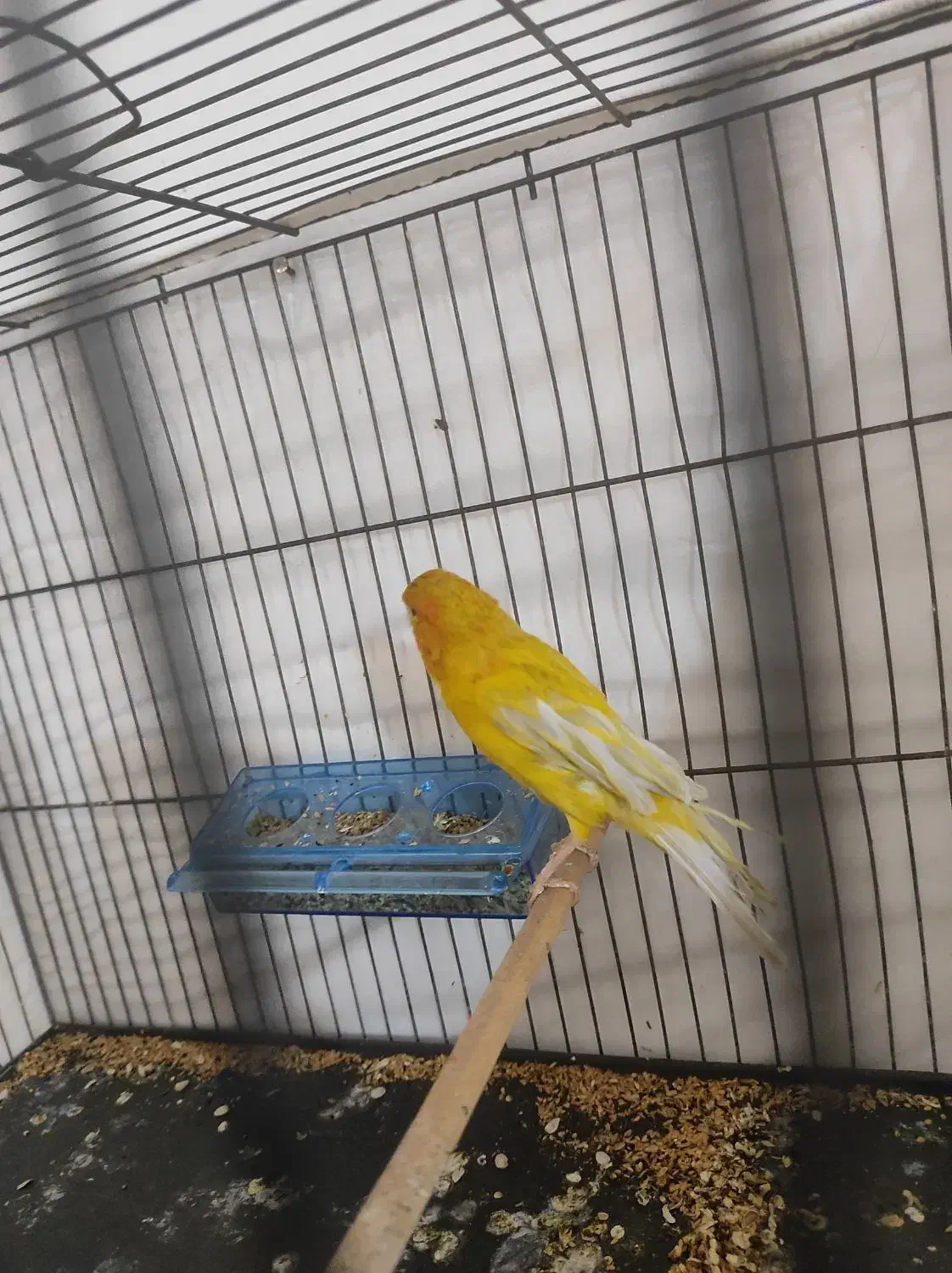 سهره قناری|پرنده|محمدیه-قزوین, |دیوار