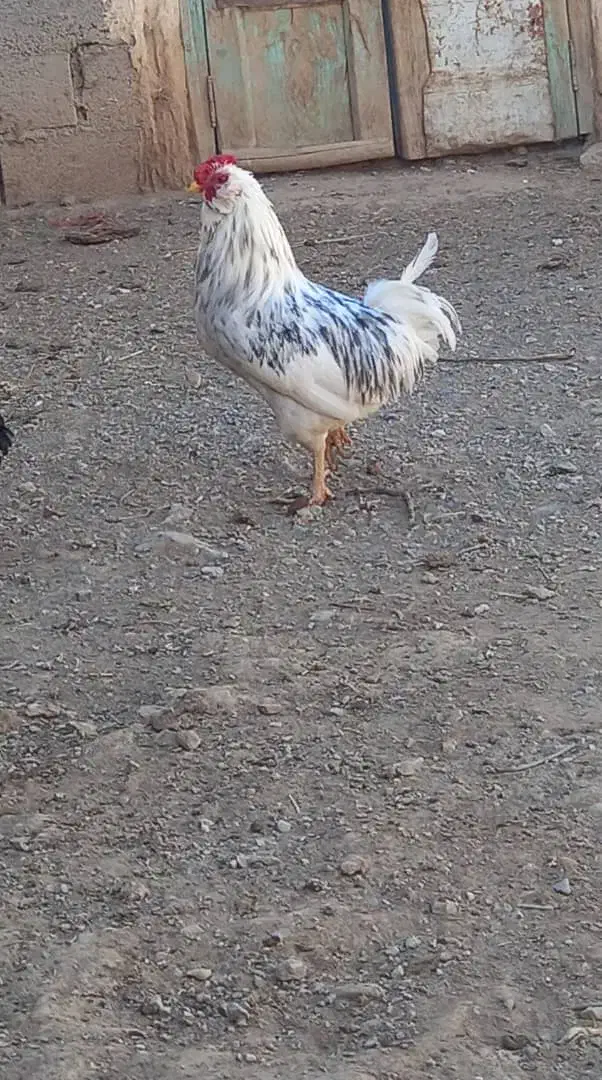 خروس گلین طوسی|حیوانات مزرعه|لاران, |دیوار