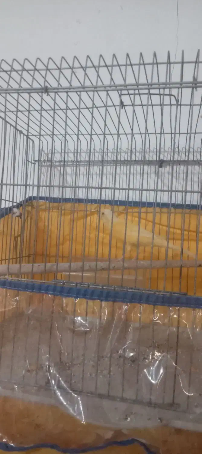 فروش سه پرنده بندرلنگه|پرنده|بندرلنگه, |دیوار