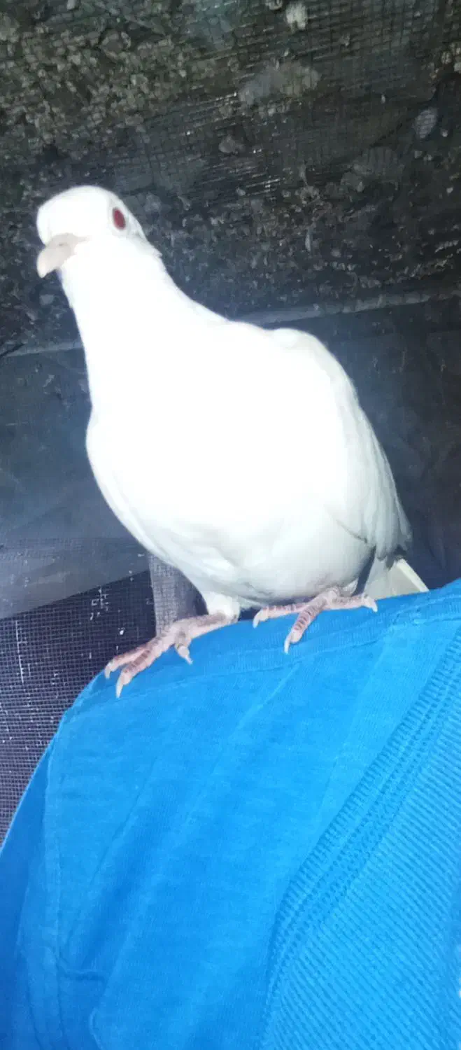 کفتر پرشی|پرنده|بیکاه, |دیوار