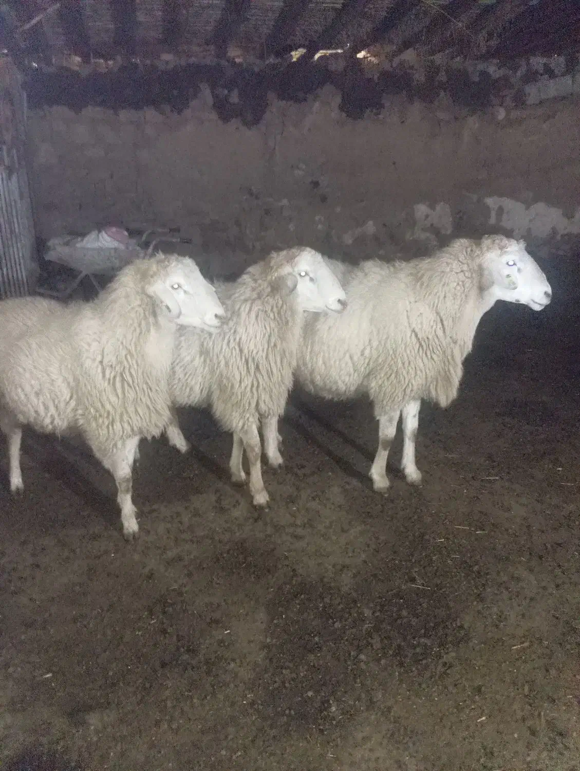 فروشی|حیوانات مزرعه|انگوت, |دیوار