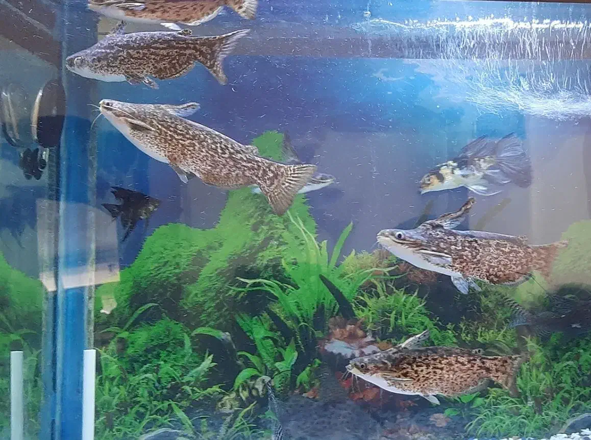 ماهی آکواریومی|ماهی|قیامدشت - خاورشهر, |دیوار