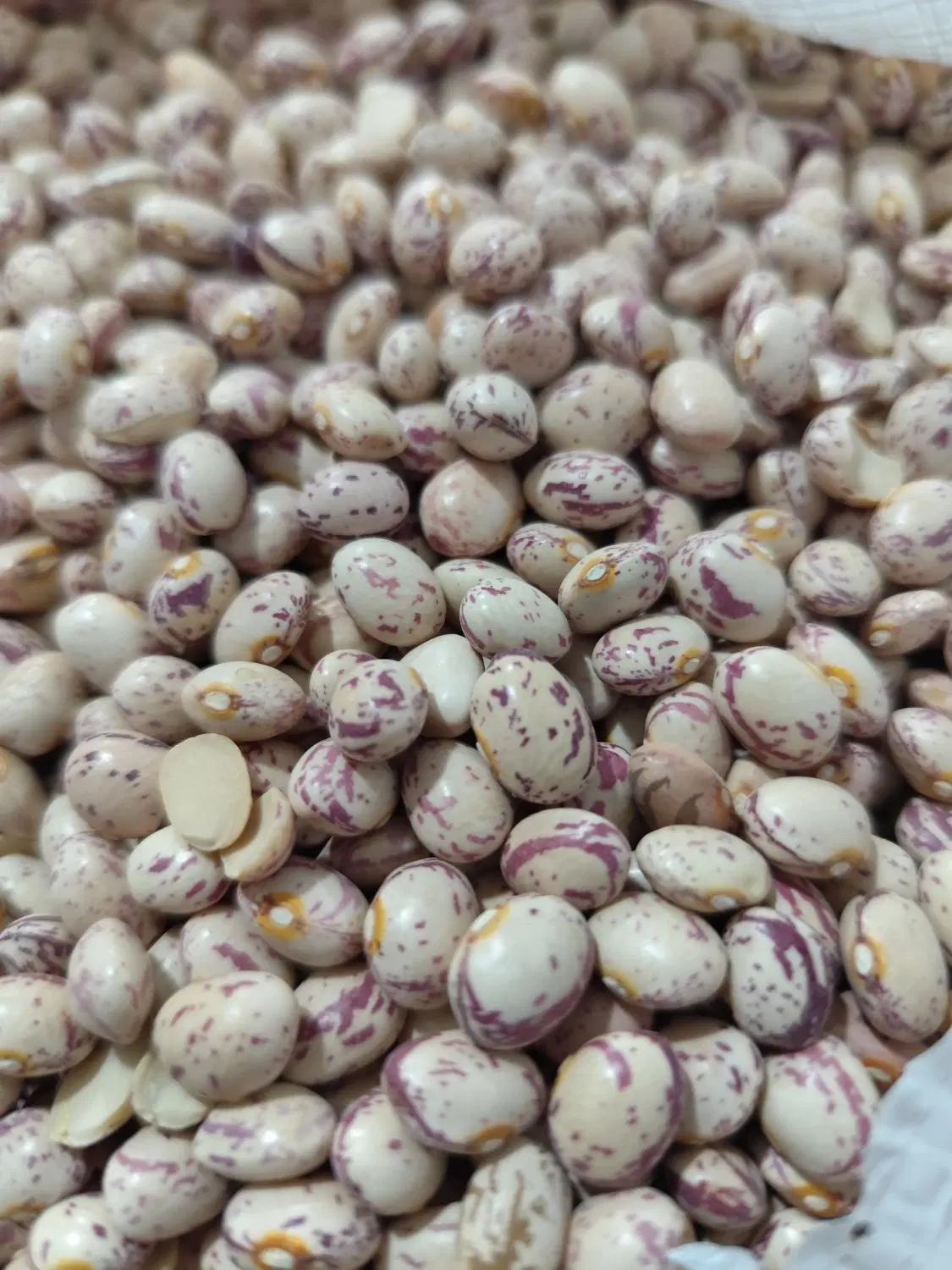 لوبیا|خوردنی و آشامیدنی|درودزن, |دیوار
