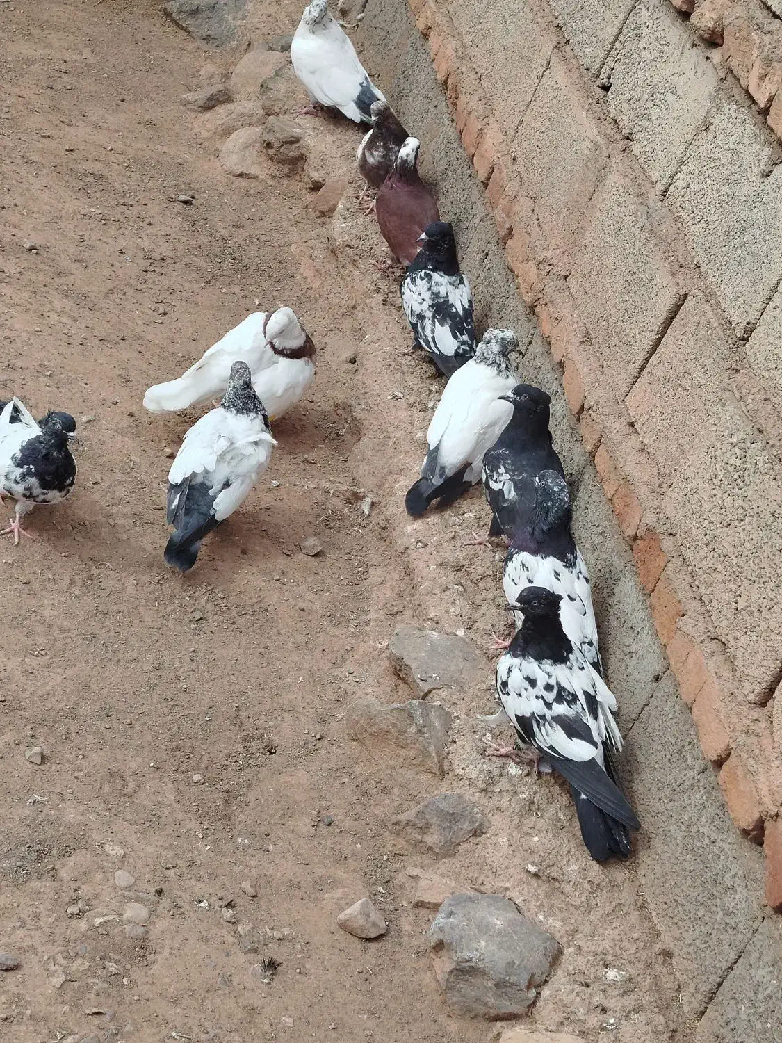 حدوداً 20تا هستش رو هم جفتی 450|پرنده|اهر, |دیوار