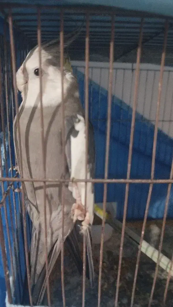 عروس مولد با تخم و جوجه همه نژاد|پرنده|خرمدره, |دیوار