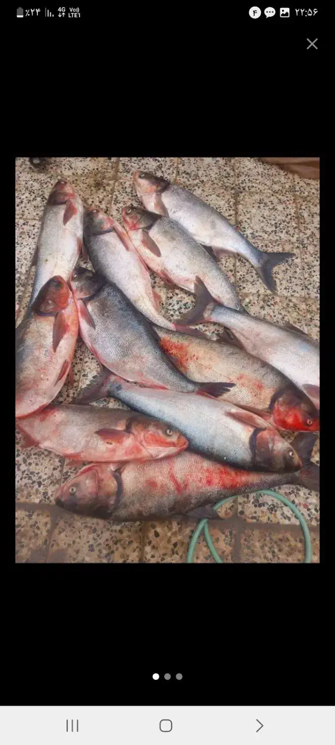 ماهی قزل وحشی|ماهی|خمینی‌شهر, |دیوار