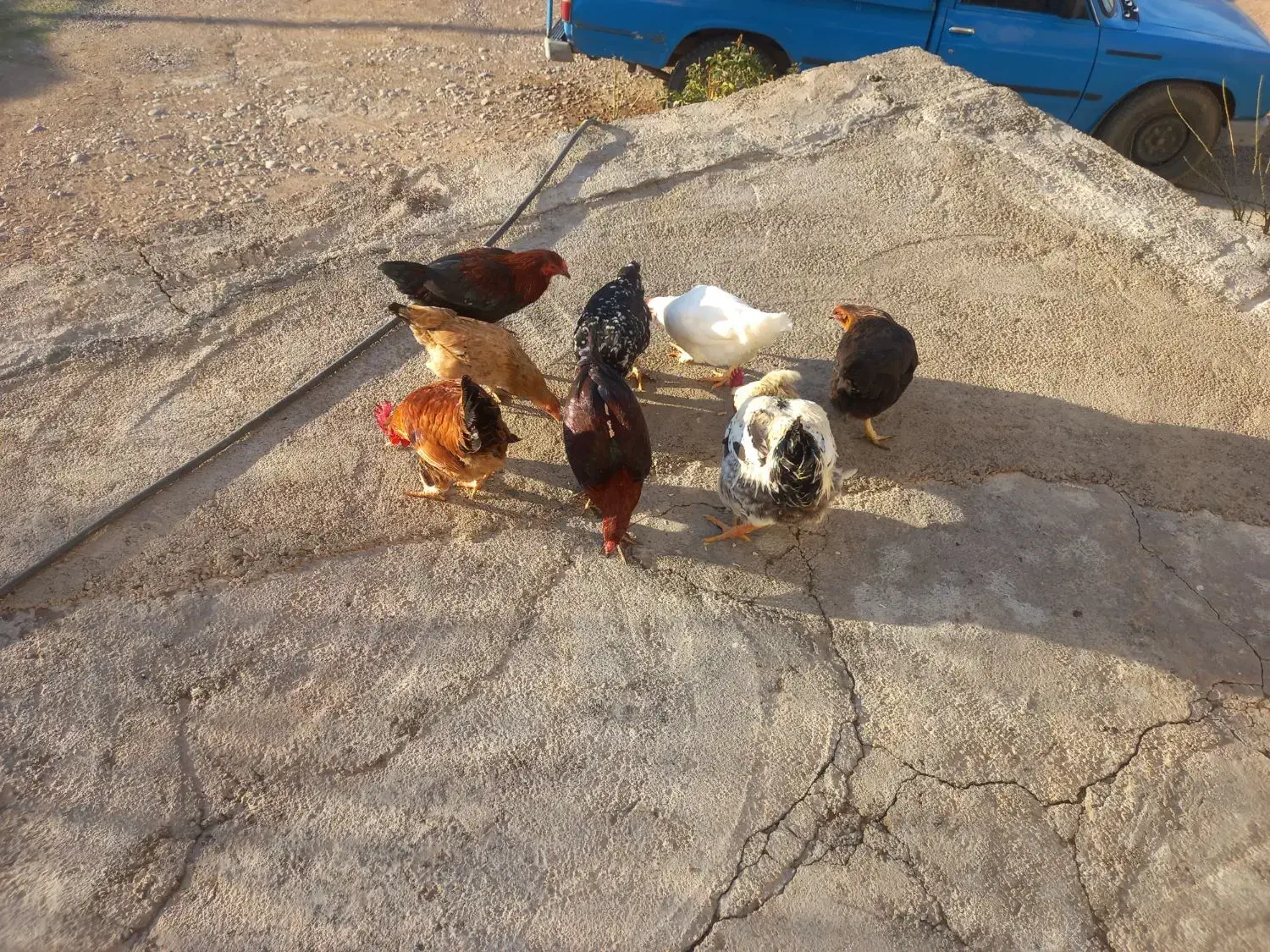 مرغ وخروس|حیوانات مزرعه|چگنی, |دیوار