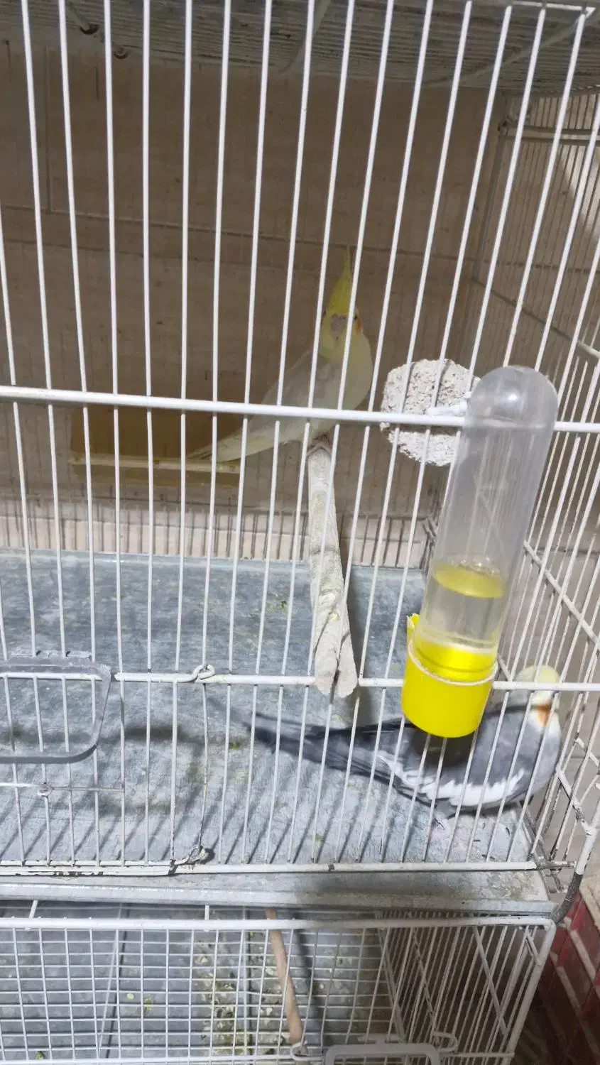 عروس هلندی مولد|پرنده|مشهد, موعود|دیوار