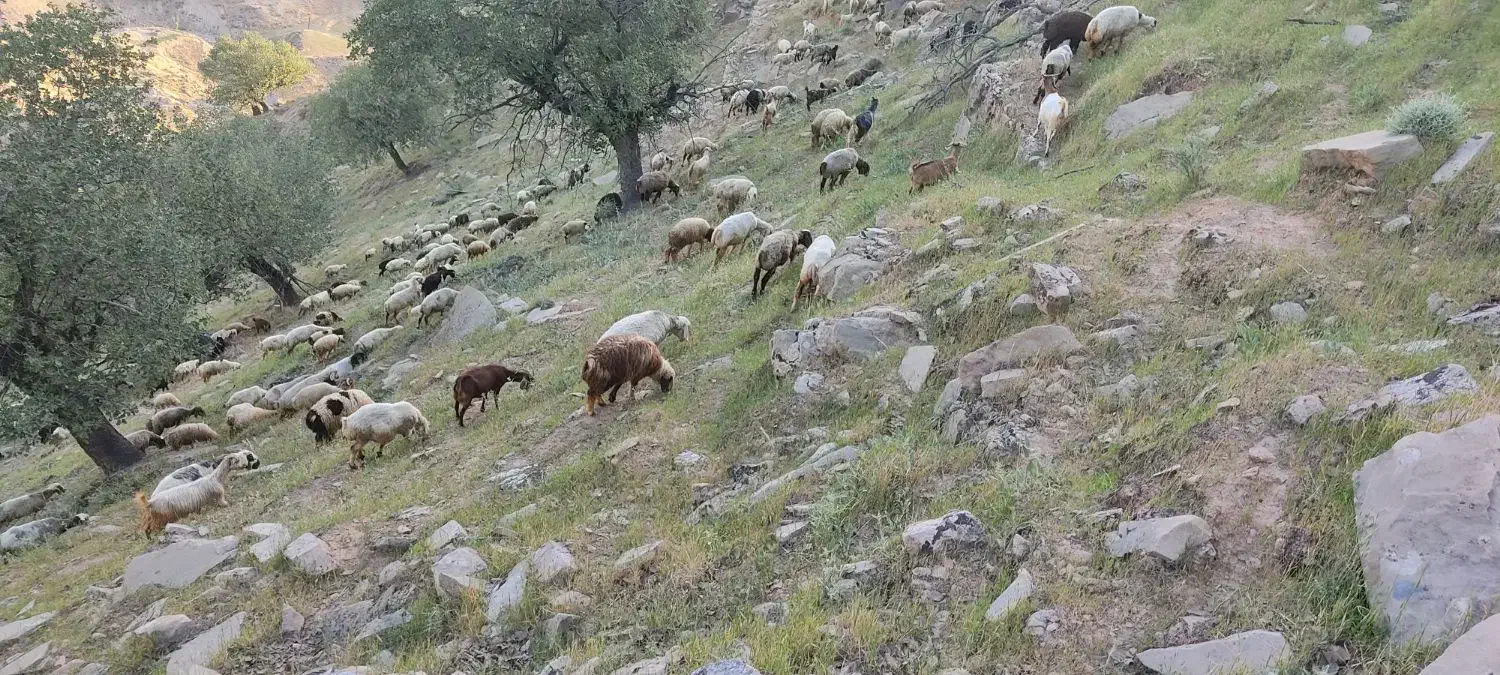 بره|حیوانات مزرعه|لنده, |دیوار