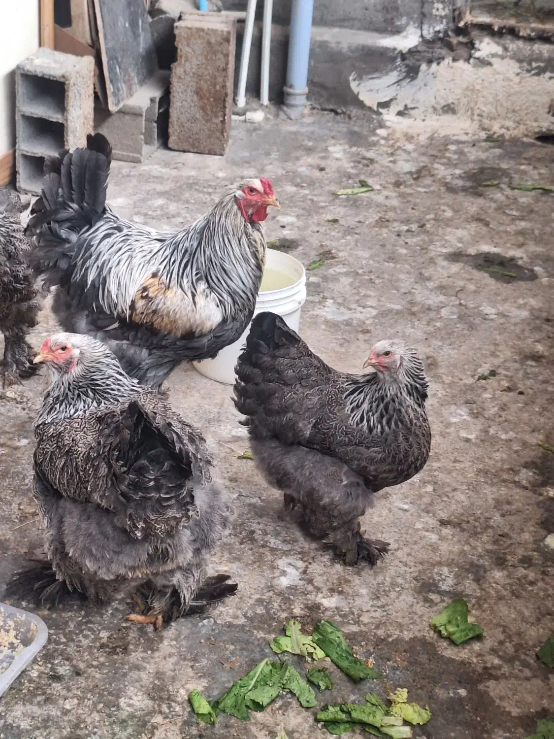 مرغ و خروس برهما دارک|حیوانات مزرعه|امامزاده عبدالله, |دیوار