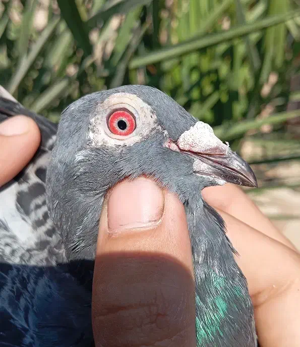 کبوتر زریی پلاکی نر جوستونی|پرنده|اهواز, کمپلو شمالی|دیوار