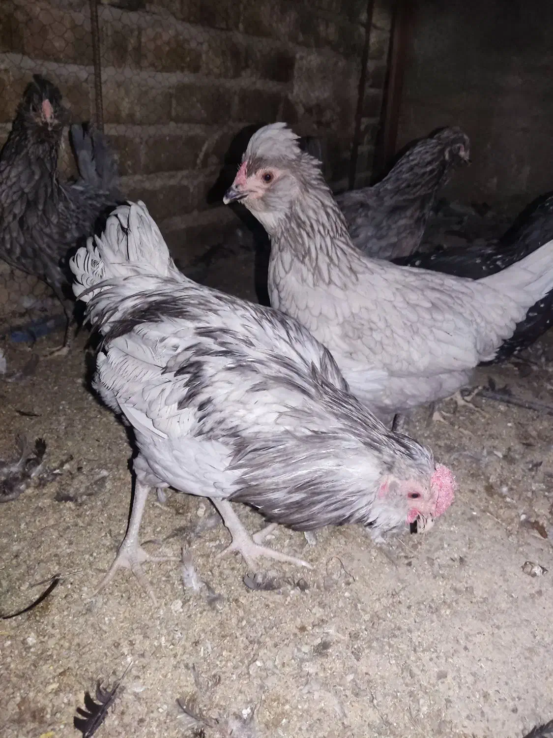 مرغو خروس گلین مشکی و طوسی|حیوانات مزرعه|قم, یزدانشهر|دیوار