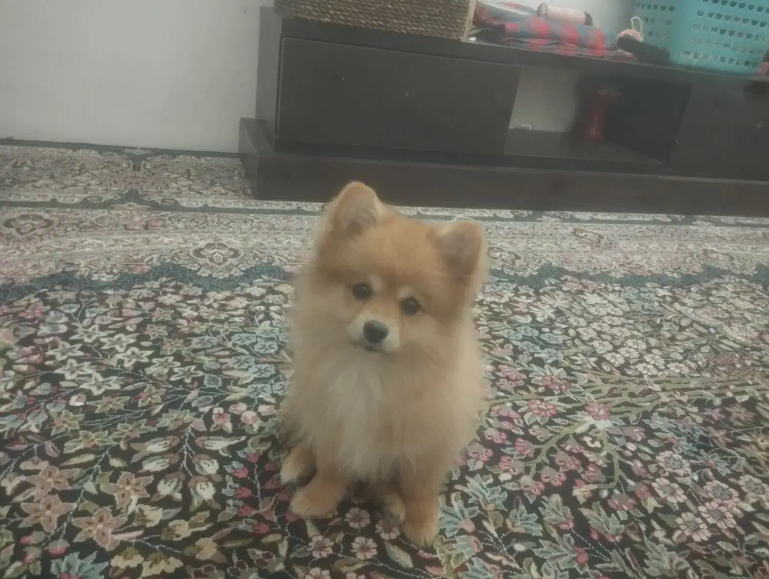 پامر خرسی|سگ|مشهد, فاطمیه|دیوار