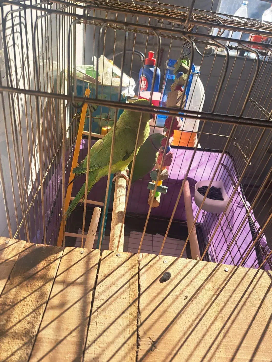 فروش|پرنده|آذرشهر, |دیوار