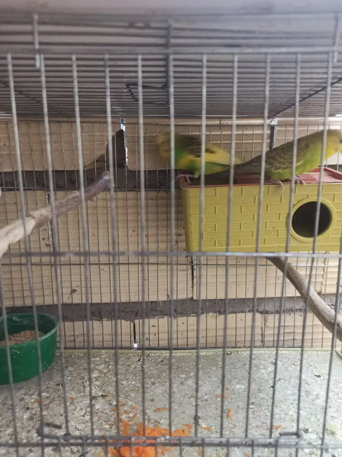 فروش جفت با تخم مرغ عشق نر دورگ انگلیسی درشت|پرنده|سیرجان, |دیوار