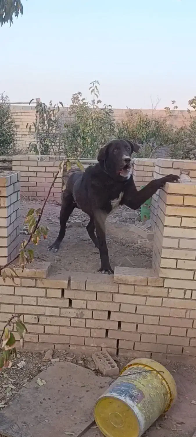 واگذاری نر۷ماهه قدریجونی|سگ|ری, علایین|دیوار