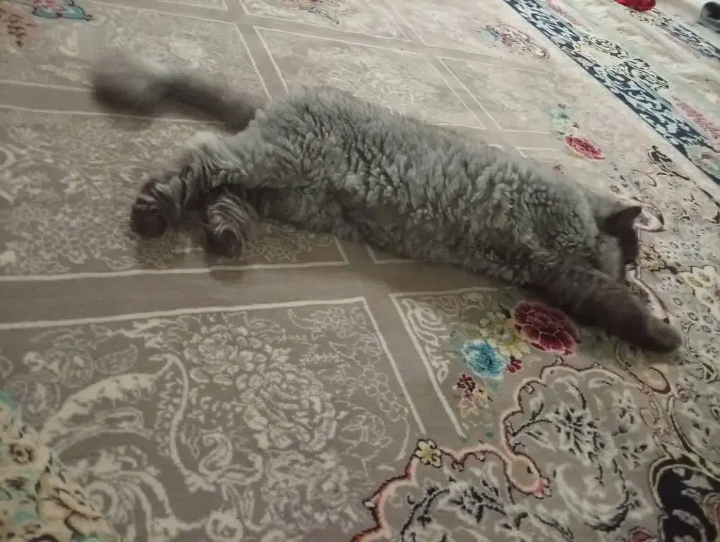 گربه|گربه|قم, در بهشت|دیوار