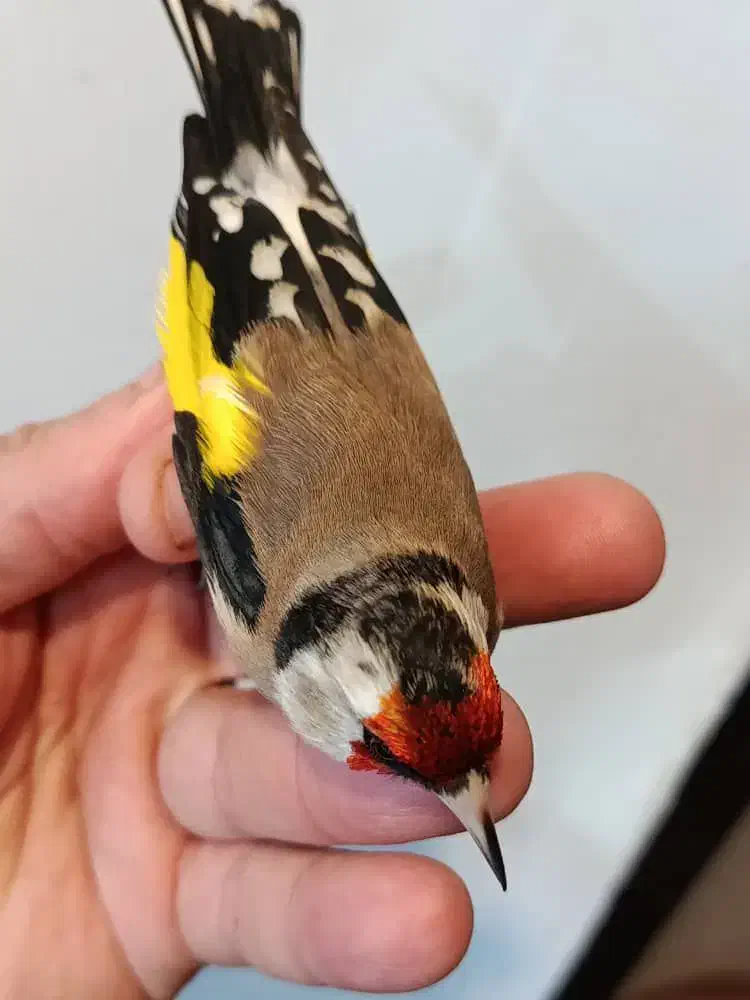 سهره|پرنده|بندر ماهشهر, |دیوار