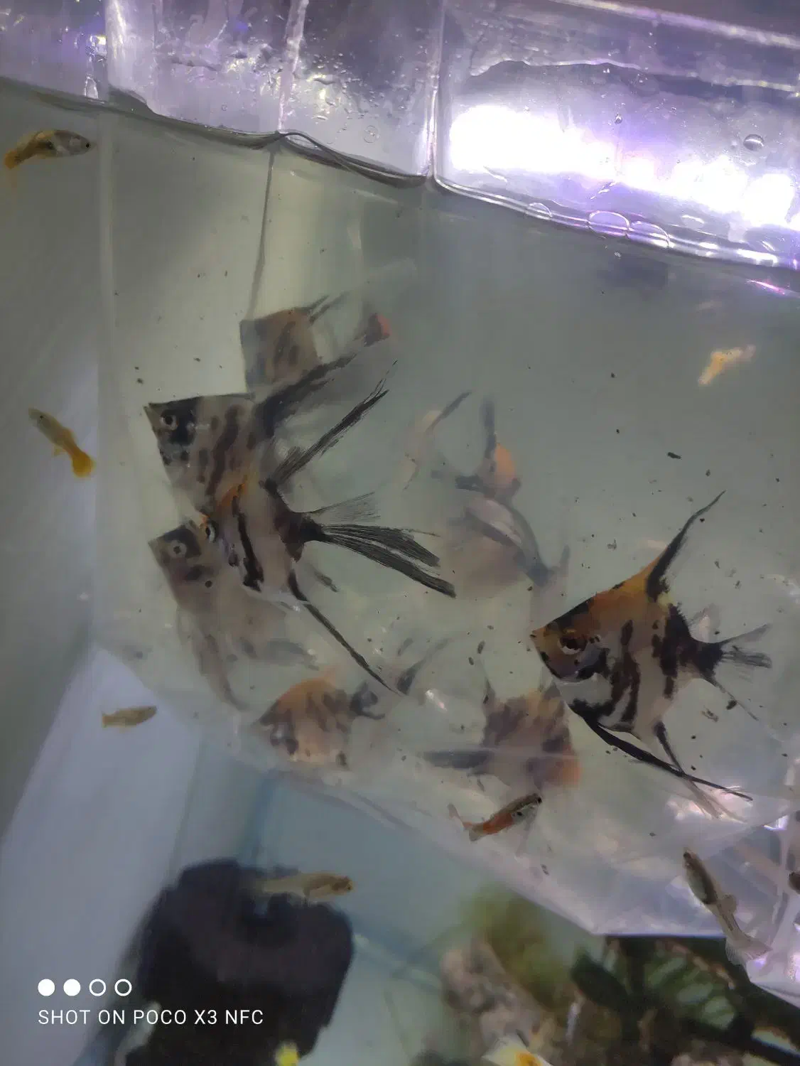 ماهی و آکواریوم|ماهی|ارومیه, |دیوار