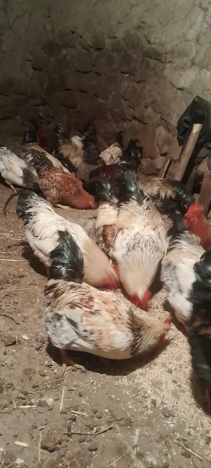 خروس طبیعی|حیوانات مزرعه|آبش احمد, |دیوار