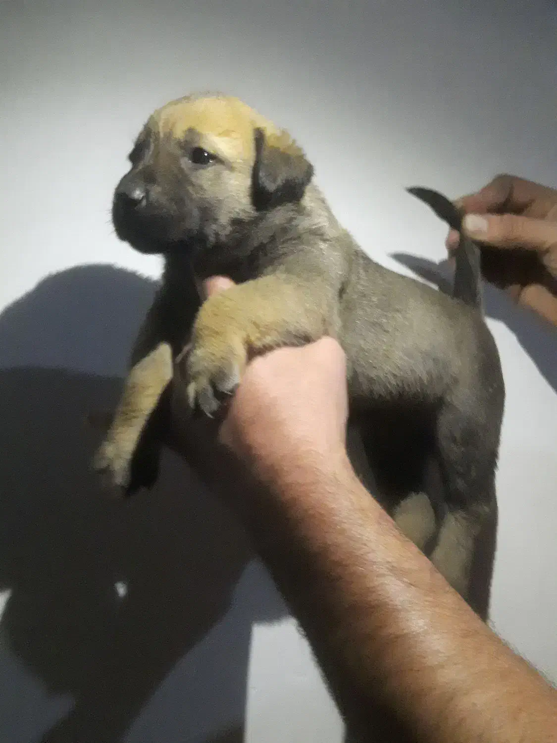 توله مالینویز اصیل جفتش ماده هست|سگ|تهران, جیحون|دیوار