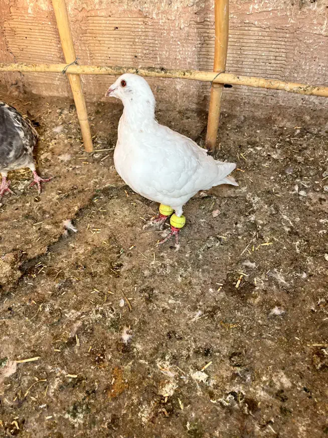 ساده امری و سبز|پرنده|سبزوار, امیر کبیر|دیوار