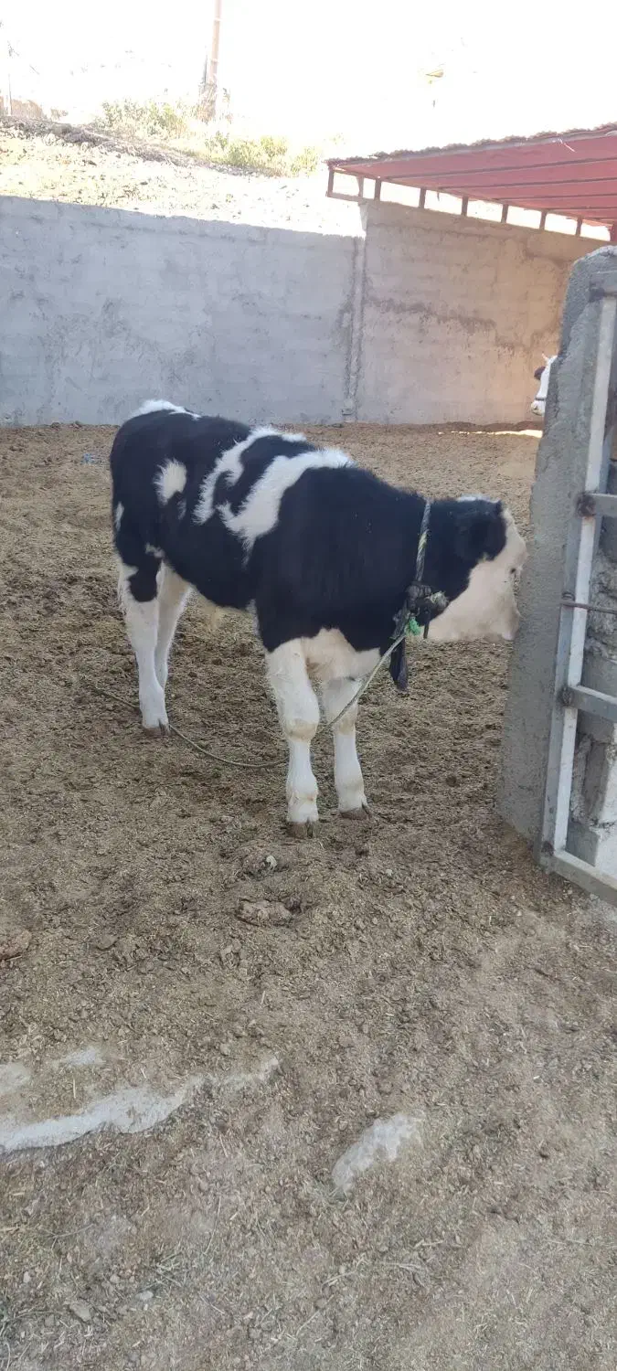 گوساله|حیوانات مزرعه|دره شهر, |دیوار