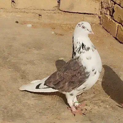 کفتر پرشی|پرنده|میبد, |دیوار