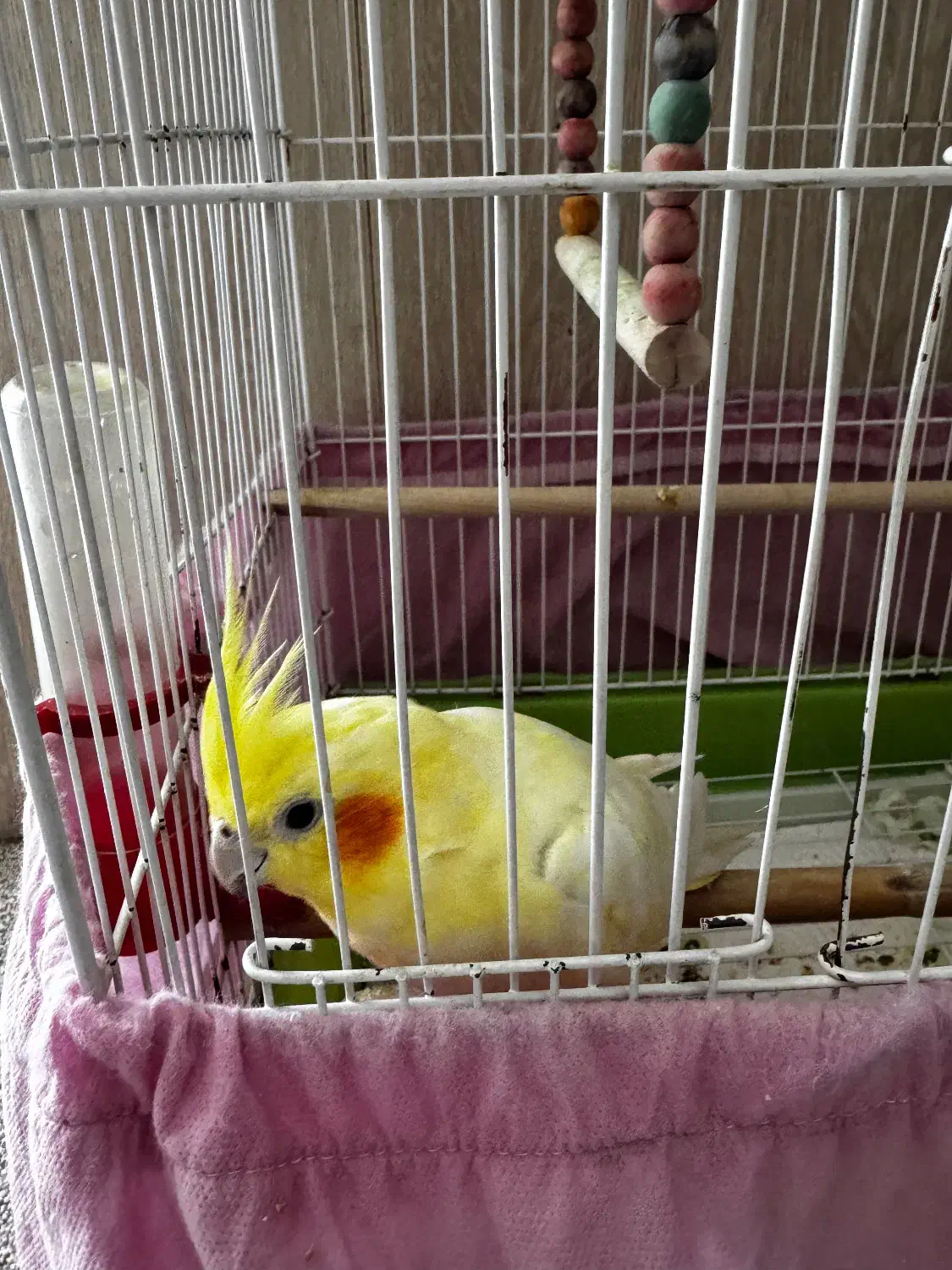 عروس هلندی|پرنده|ارم, |دیوار