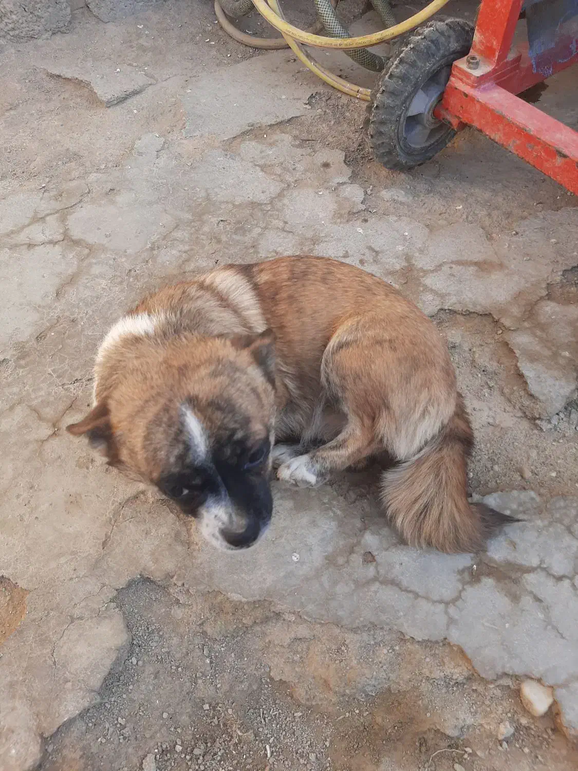 سگ پاکوتاه|سگ|بهار, |دیوار