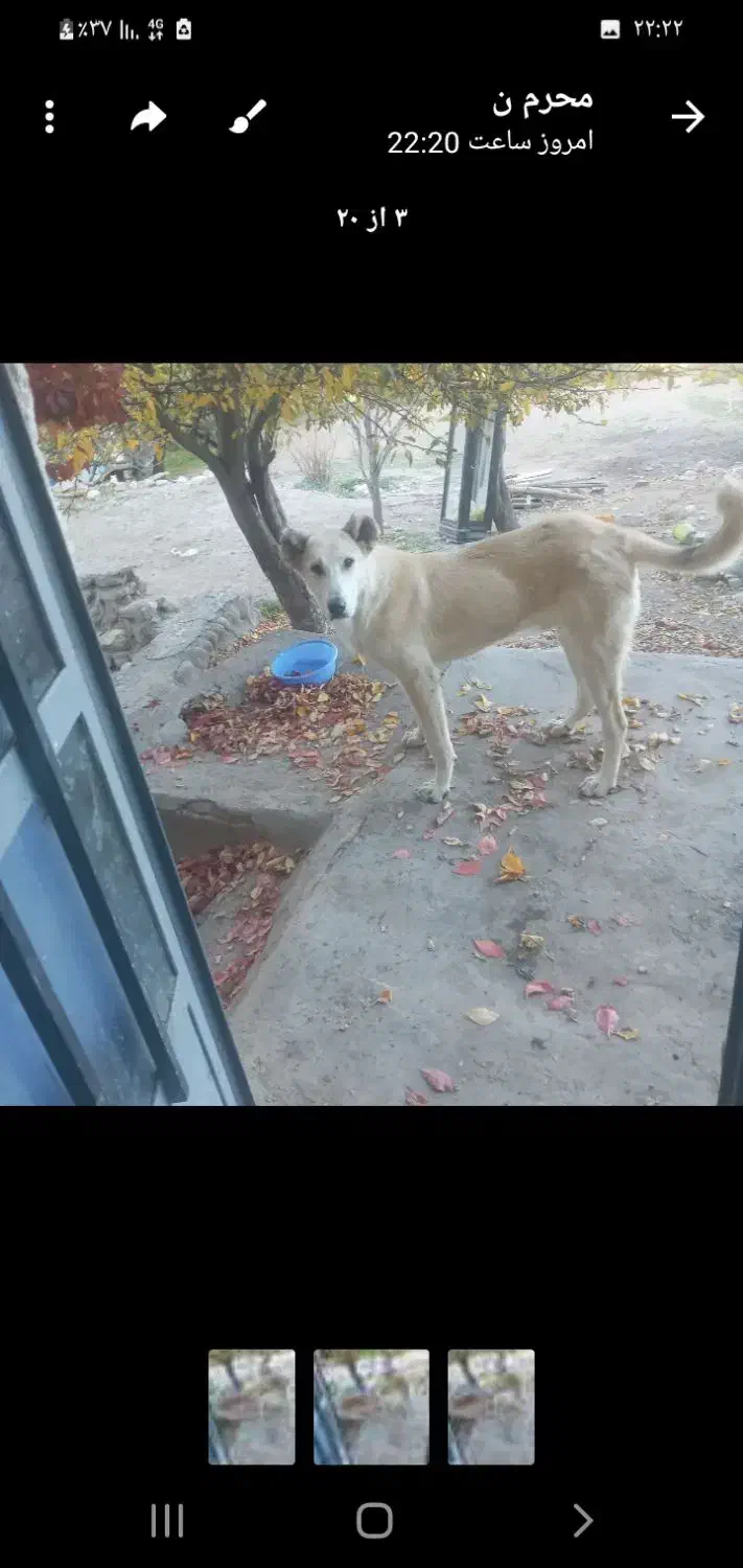 پژدر عراقی نر|سگ|ورزقان, |دیوار