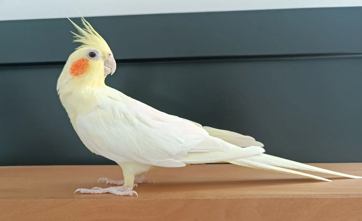 عروس هلندی|پرنده|دیواندره, |دیوار