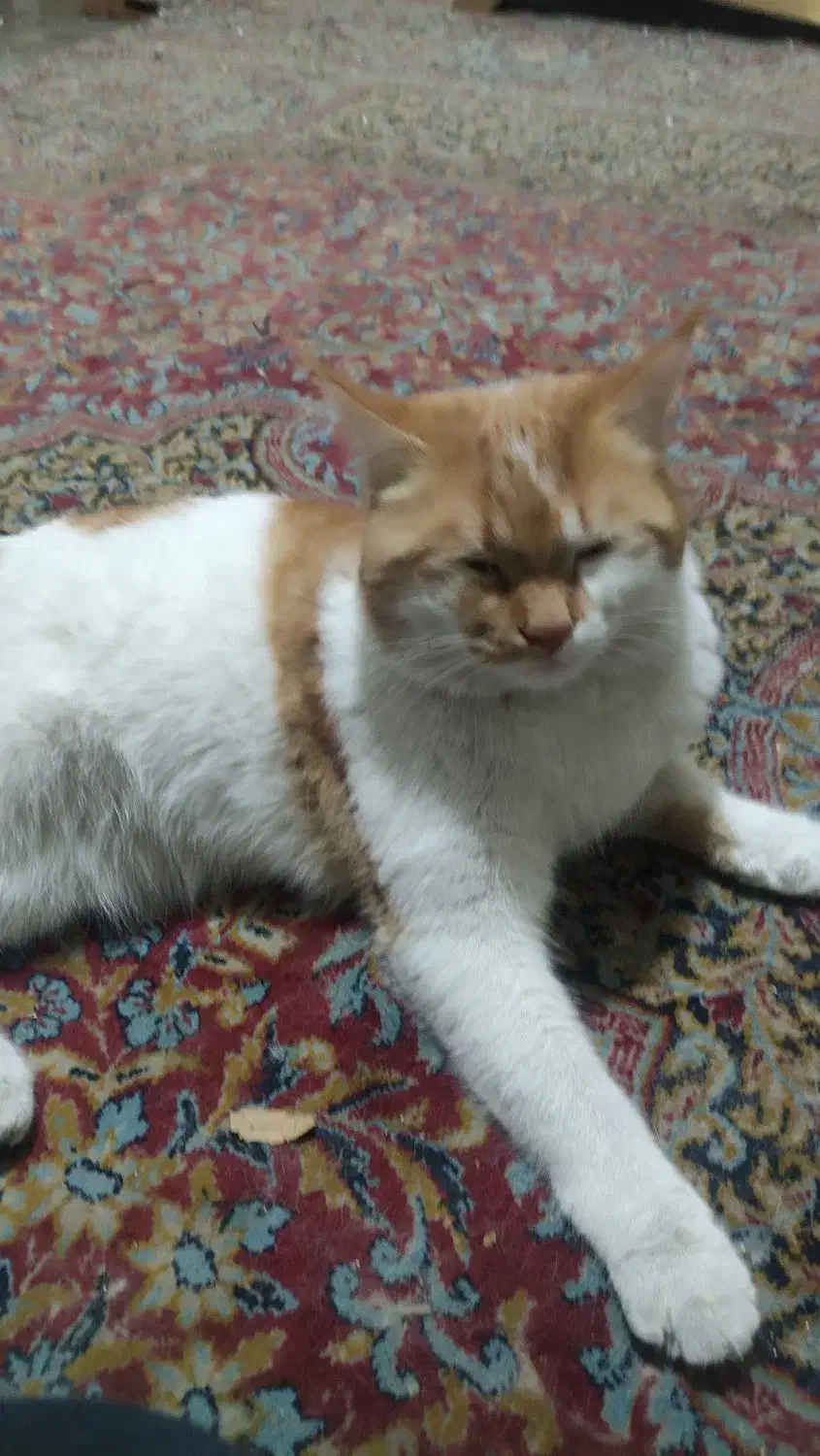 واگذاری حیوان خانگی|گربه|کرمان, |دیوار