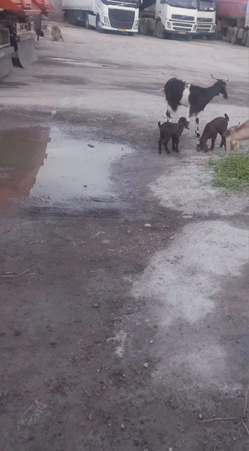 فروش بز با کهره|حیوانات مزرعه|بندر ماهشهر, |دیوار