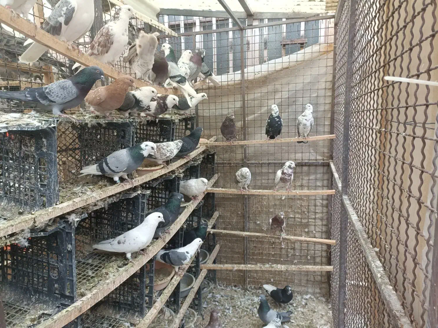 کفتر پرش سنگین تعدادی کفتر پرش سنگین|پرنده|شهریار, ابراهیمآباد|دیوار