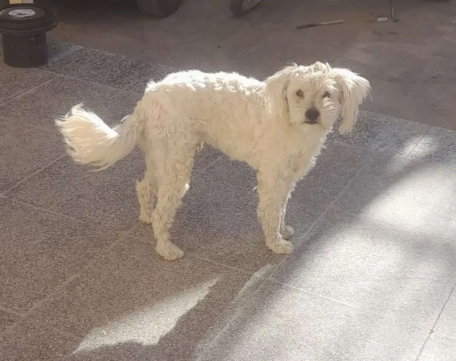 یک قلاده سگ نر|سگ|زرند, |دیوار