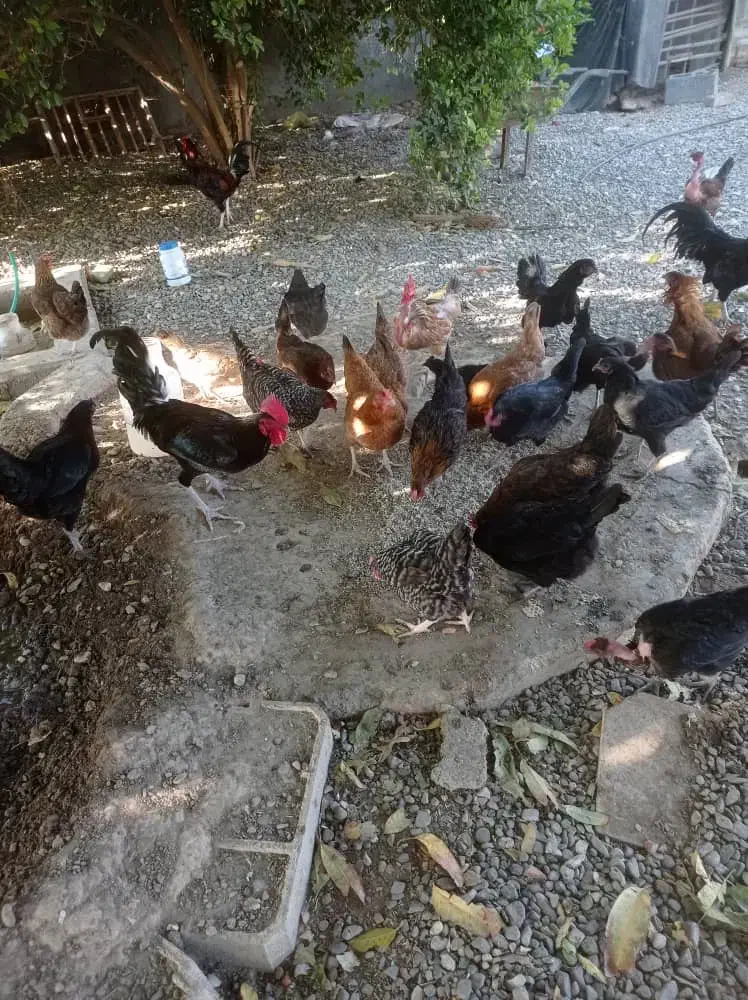 محلی اصل|حیوانات مزرعه|رودخانه, |دیوار