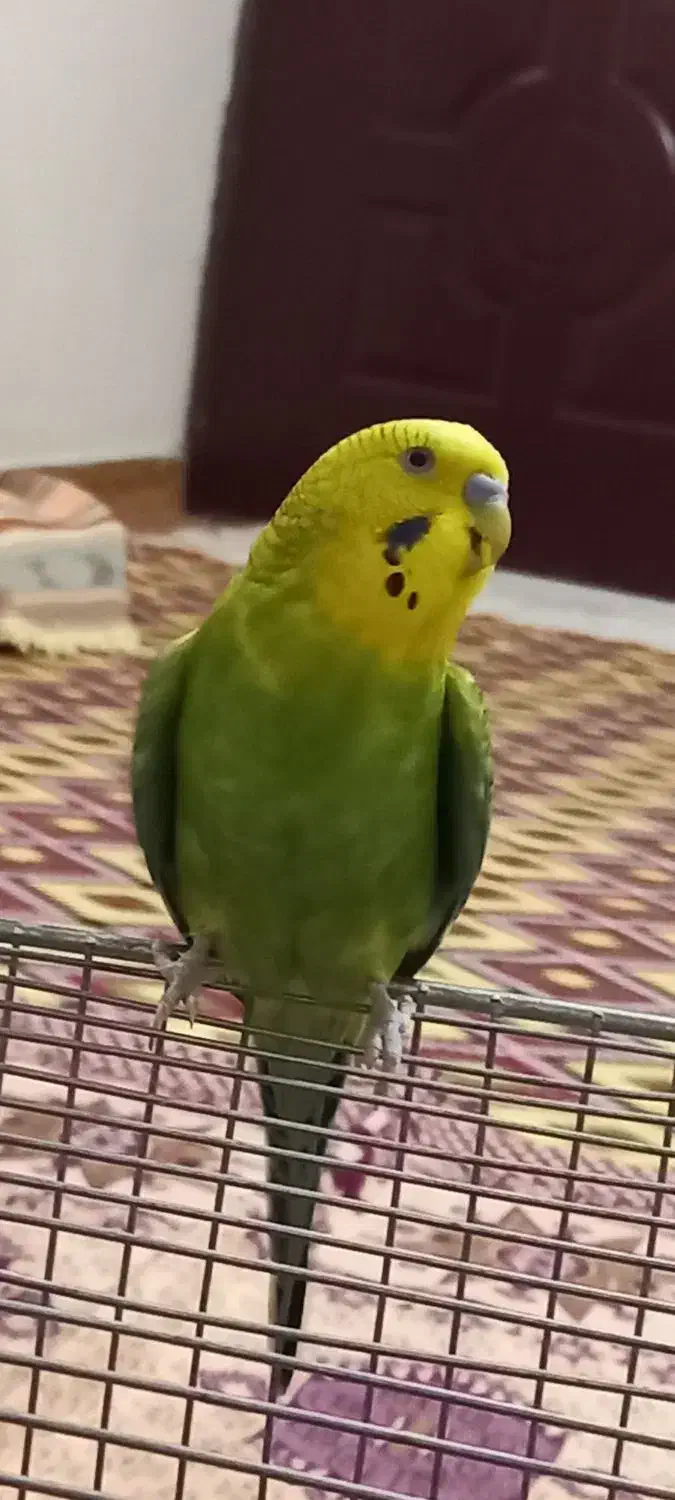 مرغ‌عشق‌‌..نر‌ مست.|پرنده|فردیس, ثابتی|دیوار