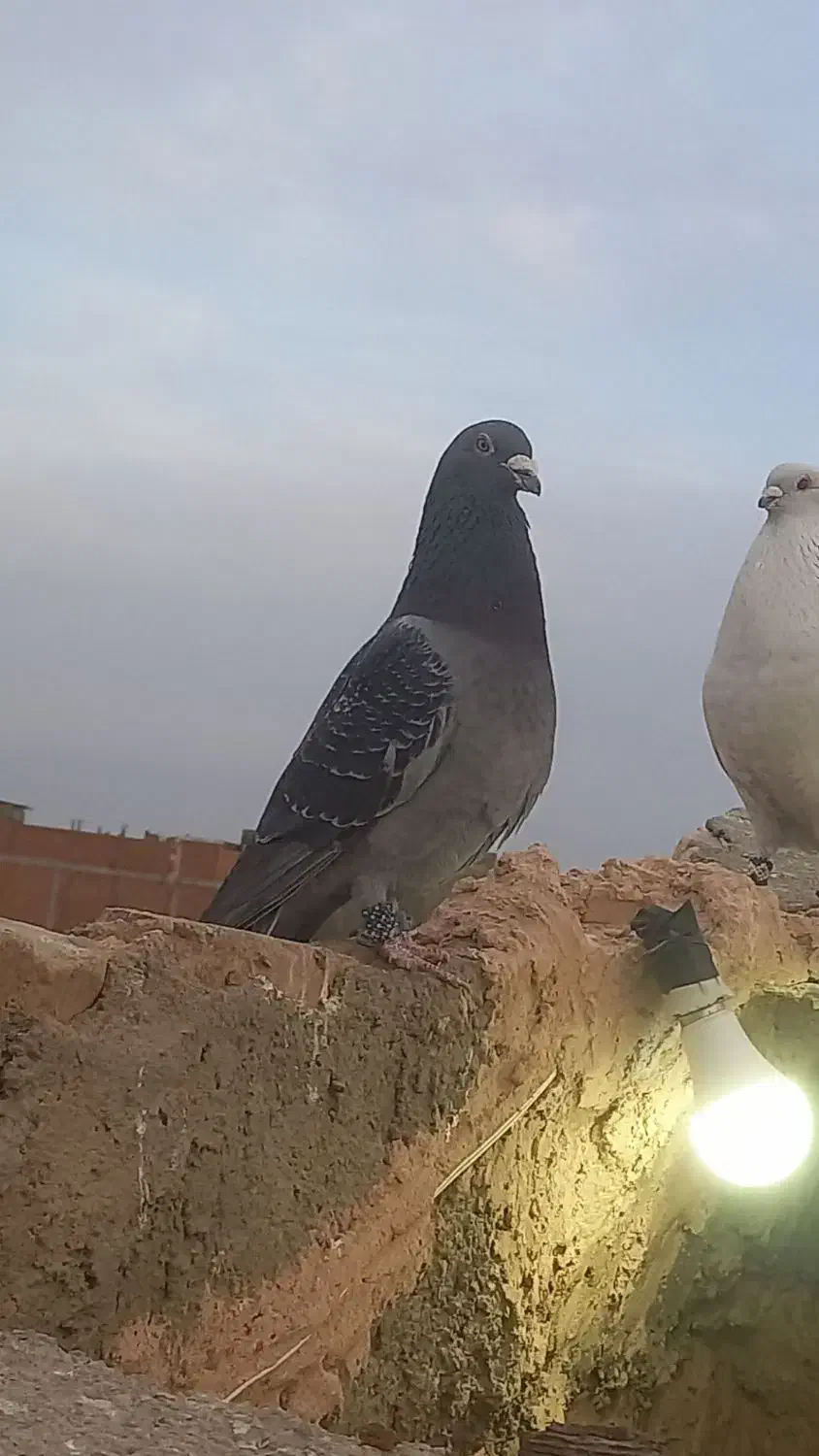 عشقبازان|حیوانات|اسفراین, |دیوار