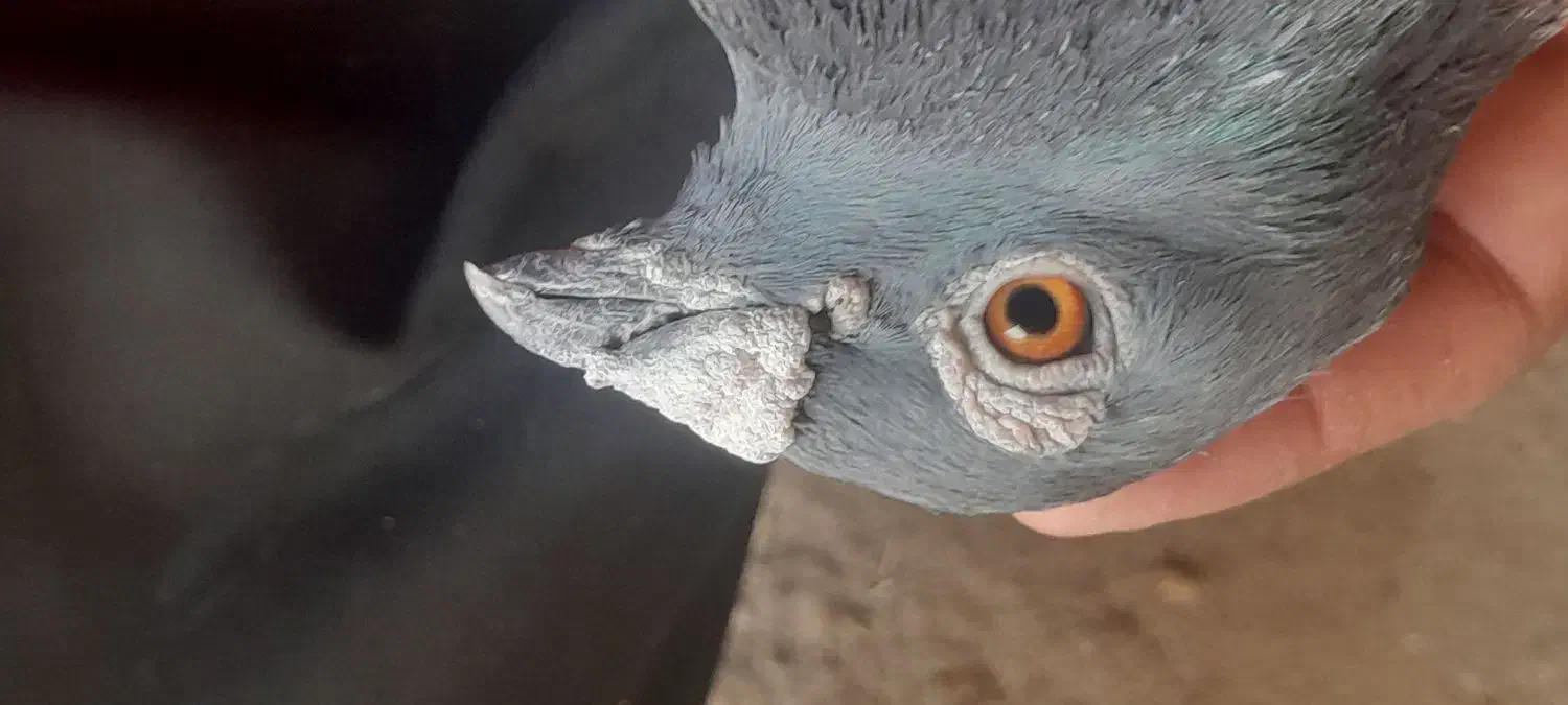 پلاکی|پرنده|بهبهان, |دیوار